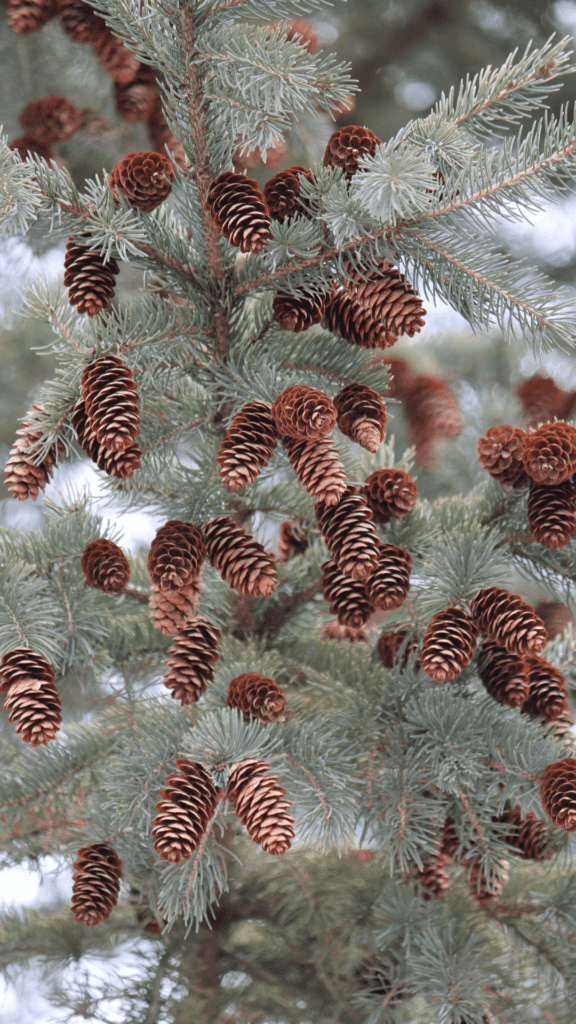 pine cones on tree