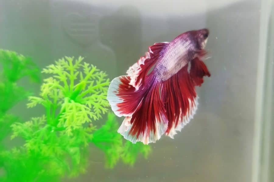 Betta fish pet