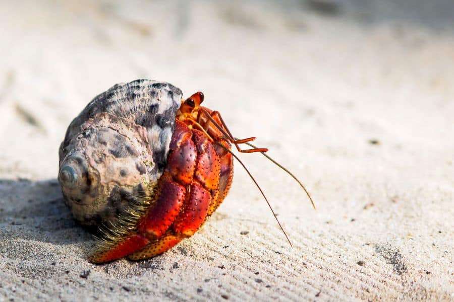 hermit crab pet