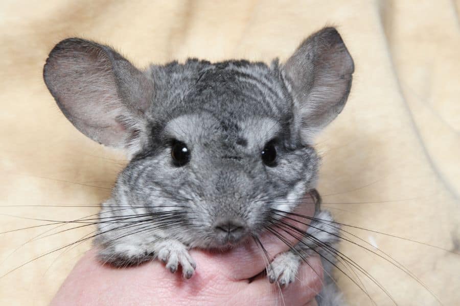 chinchilla for college students