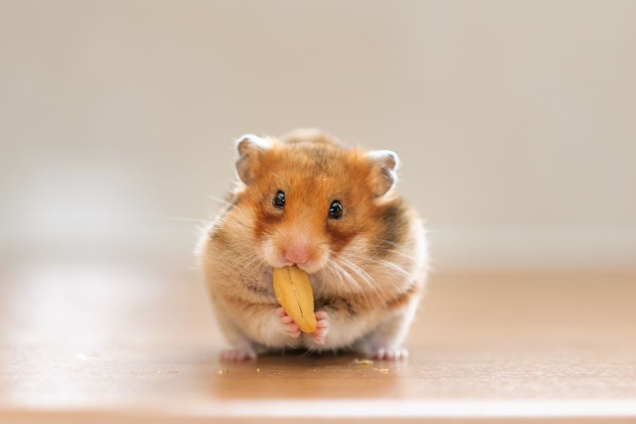 Hamster pet for college students