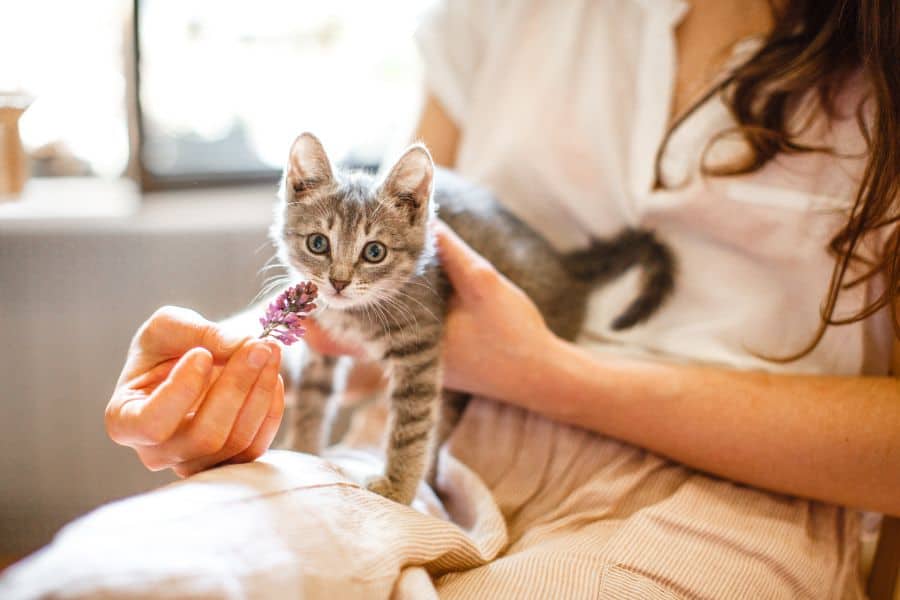 17 Low Maintenance Pets For College Students