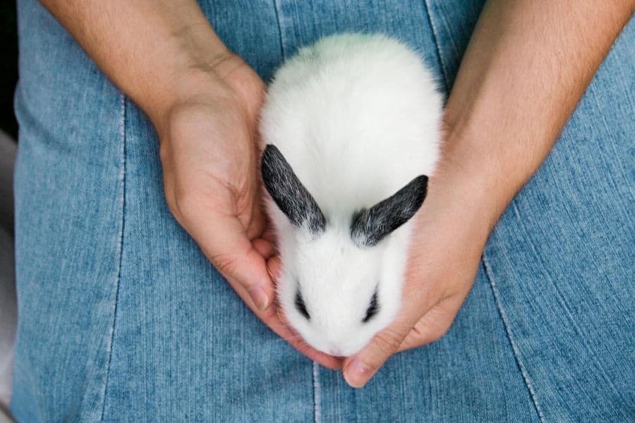 Bunny pet for college