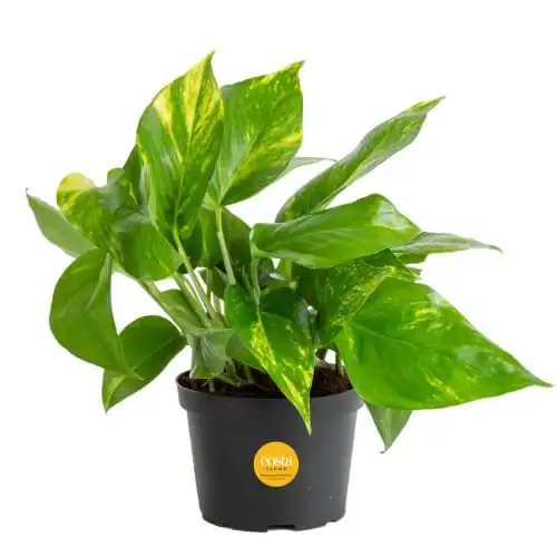 Golden Pothos, Easy Care Live Plant