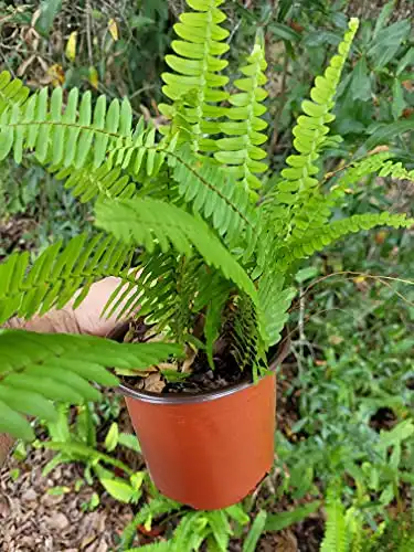 Boston Fern in 6 Inch Pot